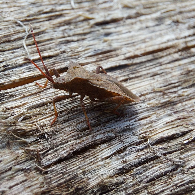 Coreus marginatus - közönséges karimáspoloska