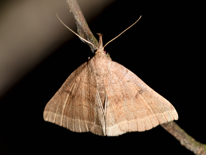 Pechipogo plumigeralis - tollascsápú karcsúbagoly