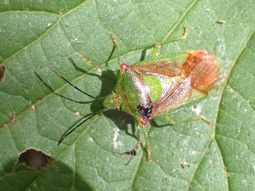 Acanthosoma haemorrhoidale - nagy dajkapoloska Acanthosoma haemorrhoidale - nagy dajkapoloska