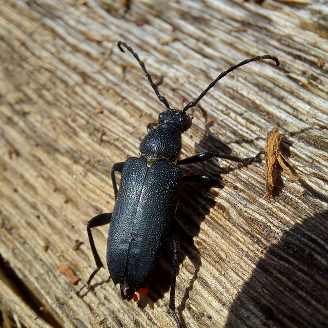 Stictoleptura scutellata - hegyi virágcincér
