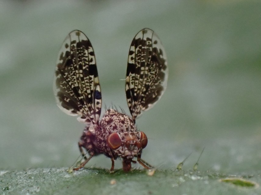 Callopistromyia annulipes - pávalégy