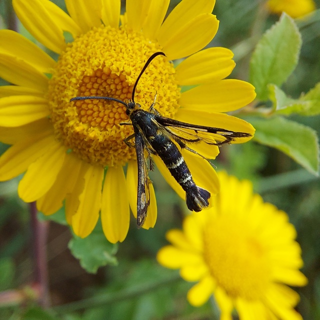 Sesiidae - szitkárfélék