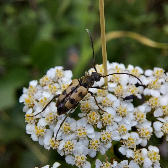 Pachytodes erraticus - rajzos virágcincér