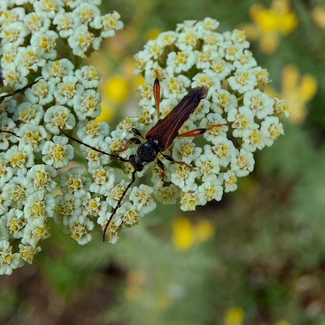 Stenopterus rufus - tarkacsápú keskenyfedőscincér