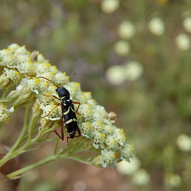Clytus rhamni - benge-darázscincér