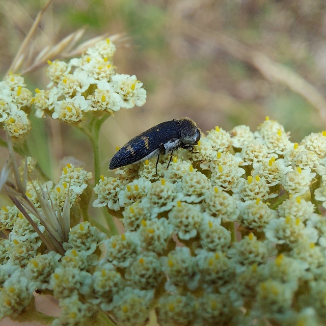 Acmaeoderella flavofasciata - sárgacsíkos zömökdíszbogár