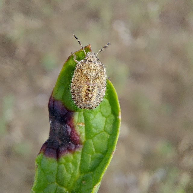 Dolycoris baccarum - közönséges bogyómászó-poloska
