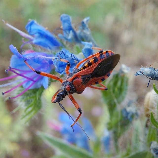 Rhynocoris iracundus - közönséges gyilkospoloska
