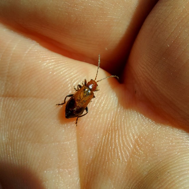 Phyllobrotica adusta - pusztai karcsú-olajosbogár