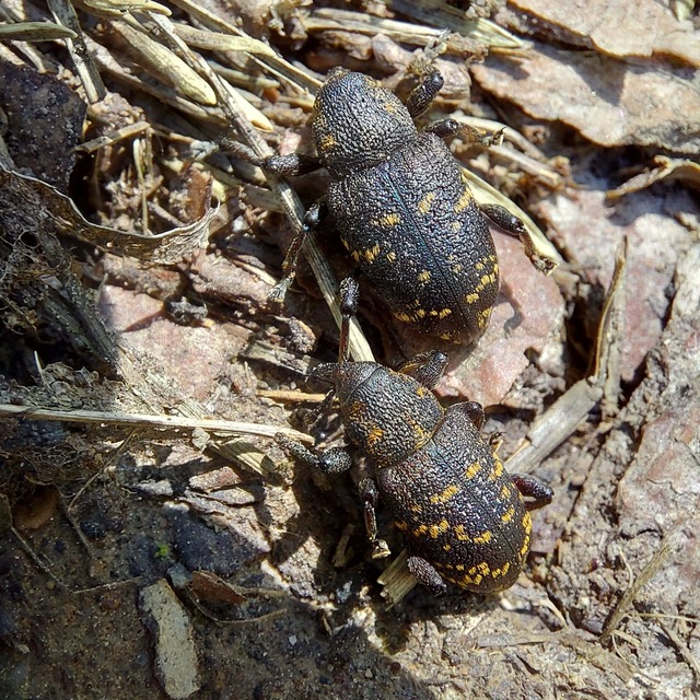 Hylobius abietis - nagy fenyvesormányos