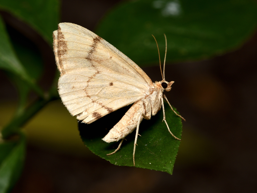 Eulithis pyraliata - sárga galajaraszoló