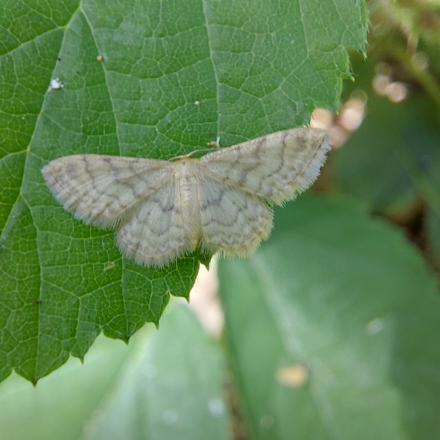 Idaea fuscovenosa - szürkeszélű apróaraszoló