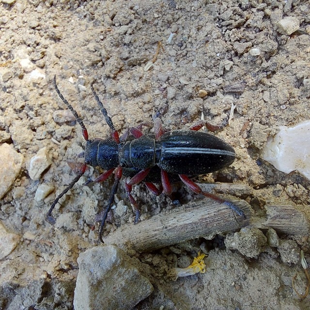 Dorcadion pedestre - kétsávos gyalogcincér