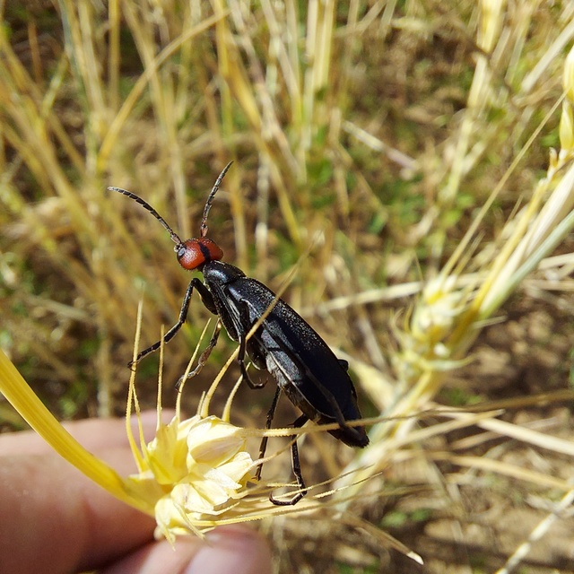 Epicauta rufidorsum - hollóbogár