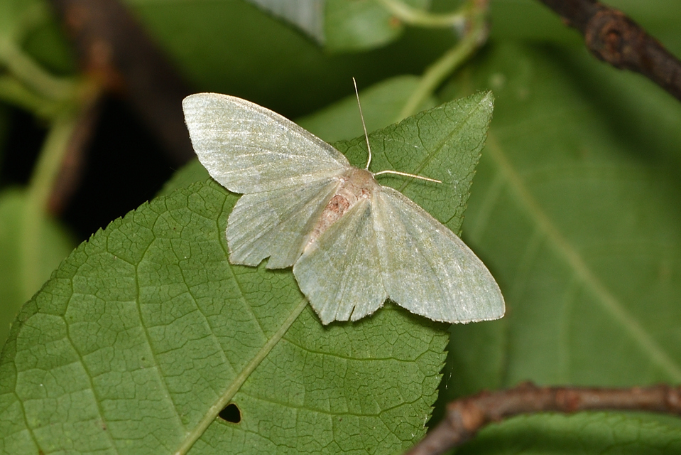 Hemithea aestivaria - nyír-zöldaraszoló