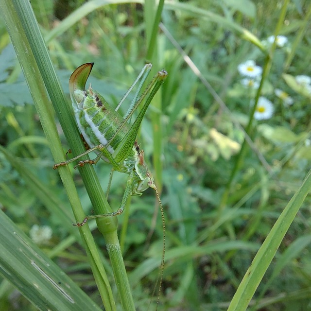 Leptophyes albovittata - közönséges virágszöcske