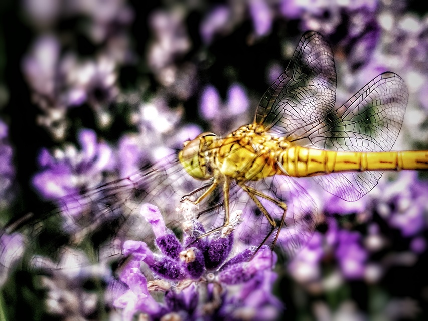 Sympetrum meridionale - fakó katona-szitakötő