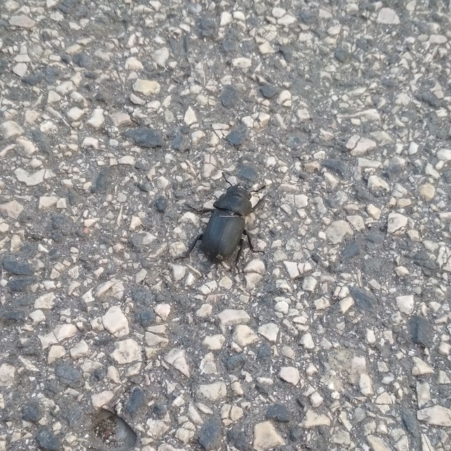 Dorcus parallelipipedus - kis szarvasbogár