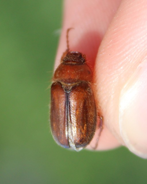 Amphimallon assimile - kis sárgacserebogár