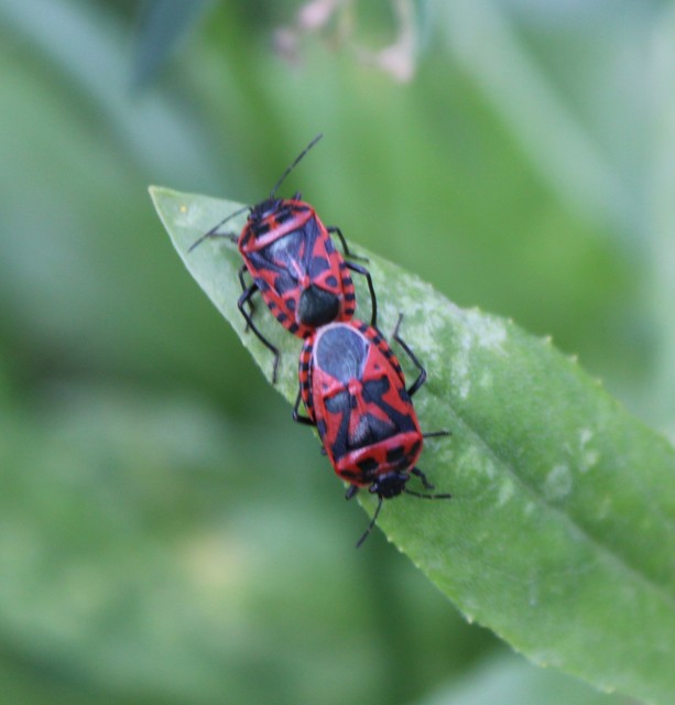 Eurydema ventralis - káposztapoloska