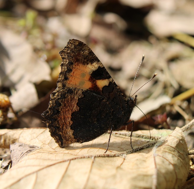 Nymphalis urticae - kis rókalepke