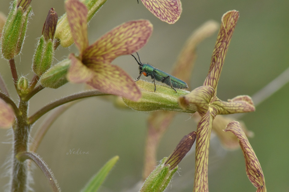 Phytoecia caerulea - fémzöld fűcincér