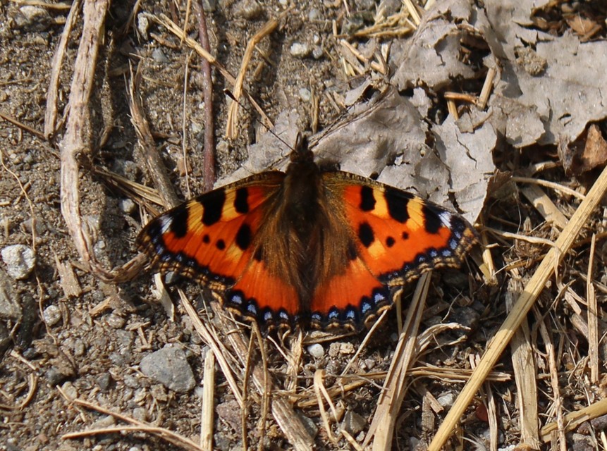 Nymphalis urticae - kis rókalepke