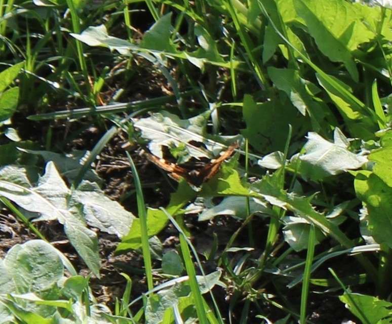 Nymphalis urticae - kis rókalepke