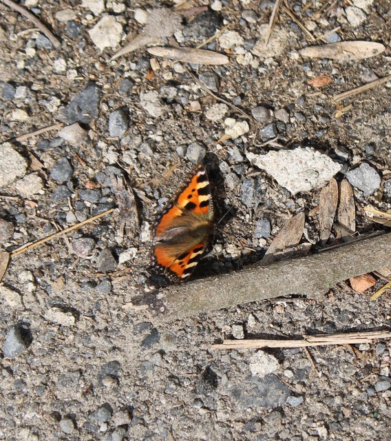 Nymphalis urticae - kis rókalepke