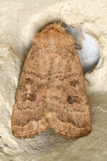 Hoplodrina octogenaria - barna selymesbagoly