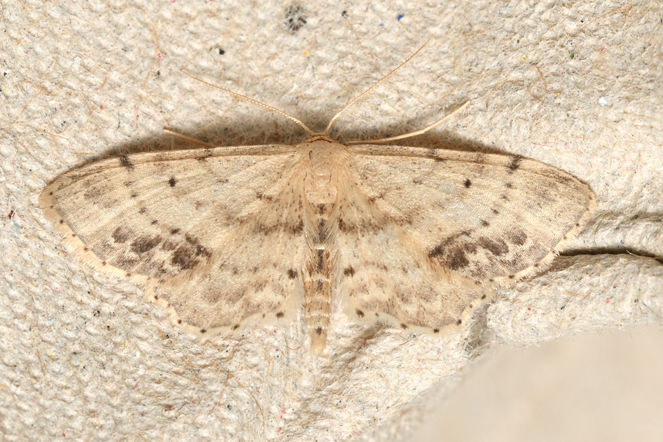 Idaea dimidiata - gyakori apróaraszoló