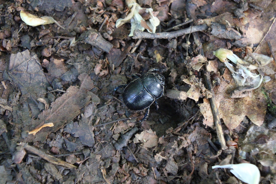 Anoplotrupes stercorosus - erdei álganéjtúró