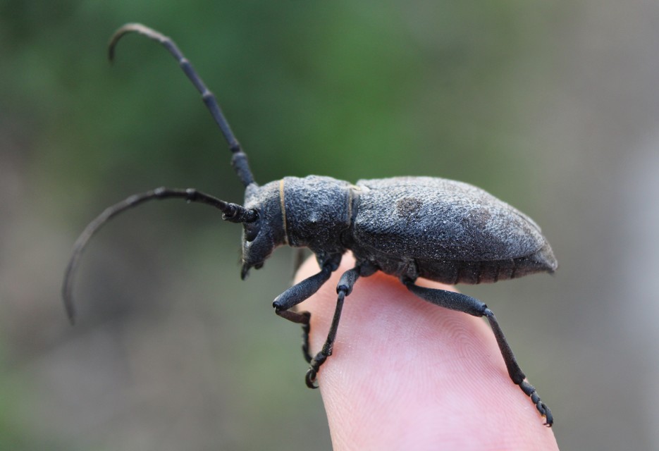 Morimus asper asper