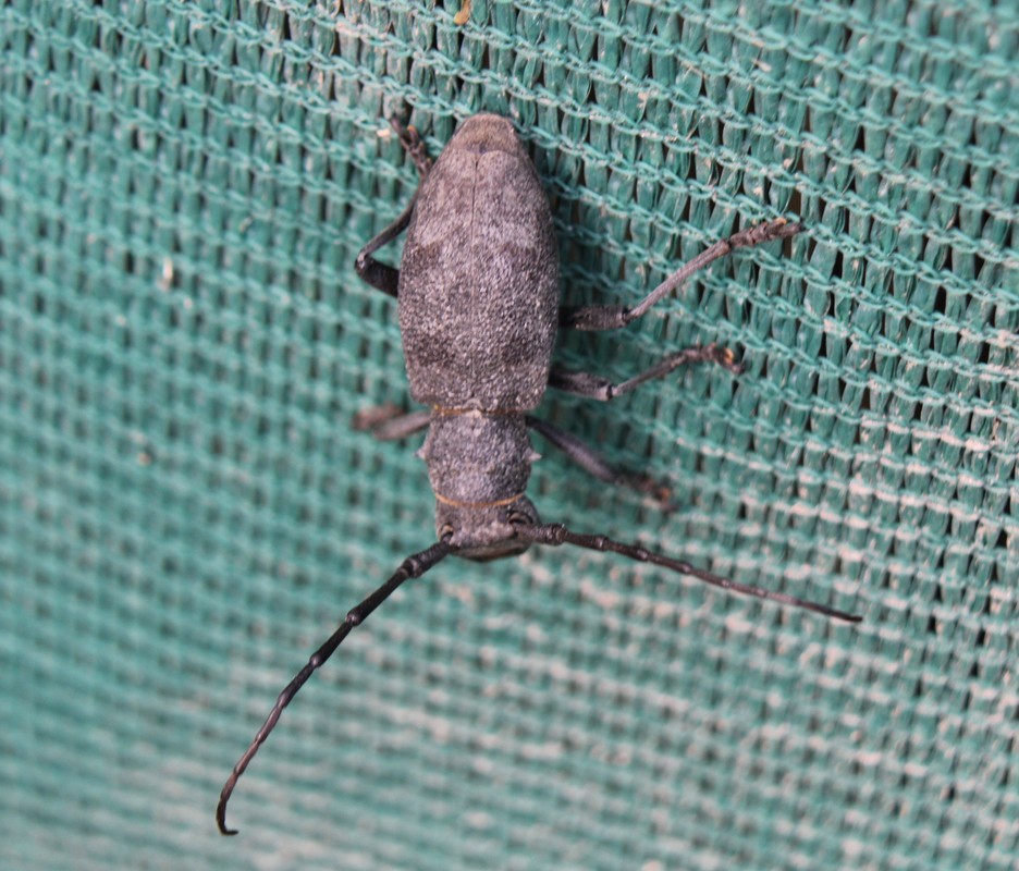 Morimus asper asper