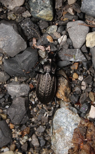 Carabus granulatus - mezei futrinka