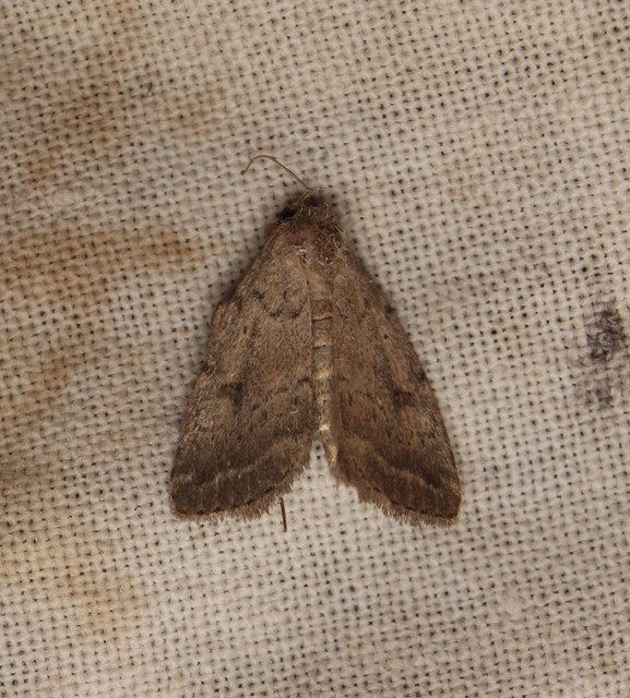 Athetis gluteosa - nyugtalan lápibagoly