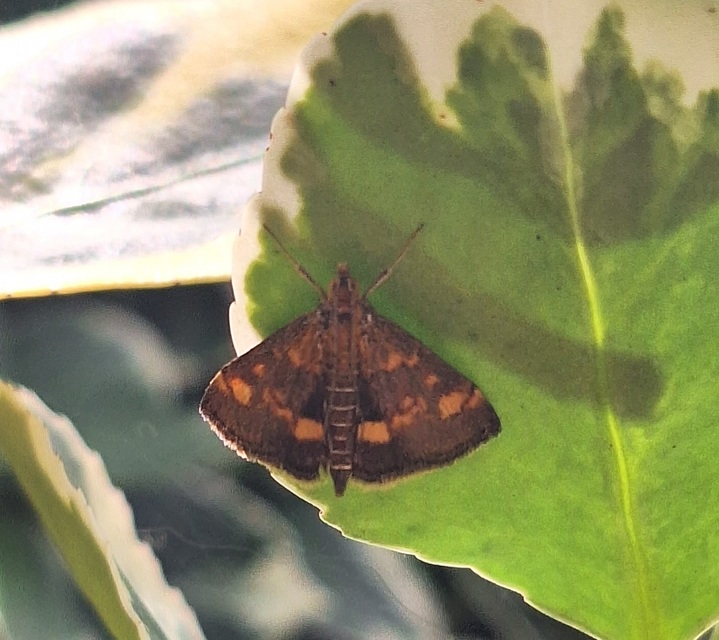 Pyrausta aurata - aranyló bíbormoly