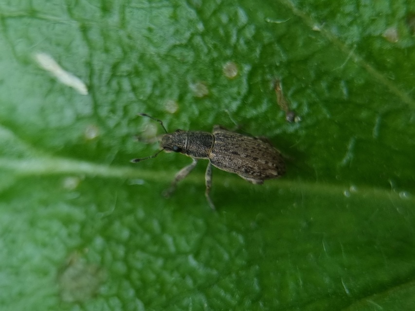 Sitona callosus - szempillás csipkézőbogár