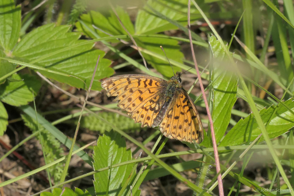 Boloria selene - fakó gyöngyházlepke