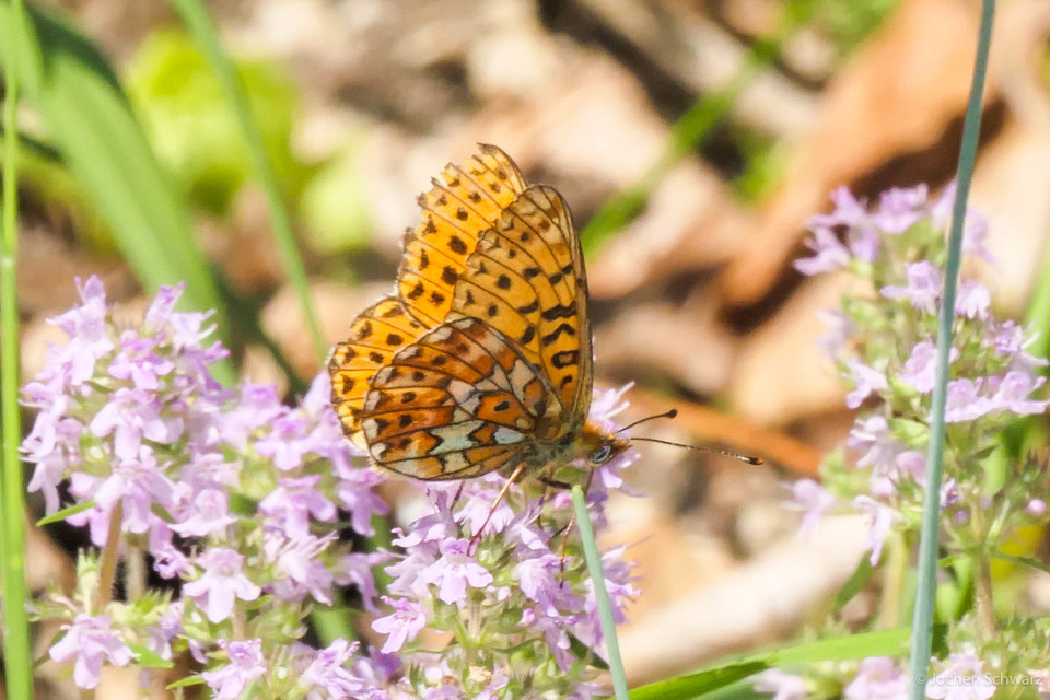 Boloria euphrosyne - árvácska-gyöngyházlepke