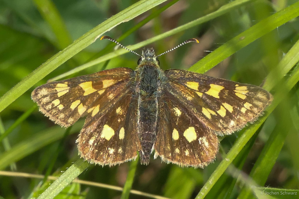 Carterocephalus palaemon - kockás busalepke