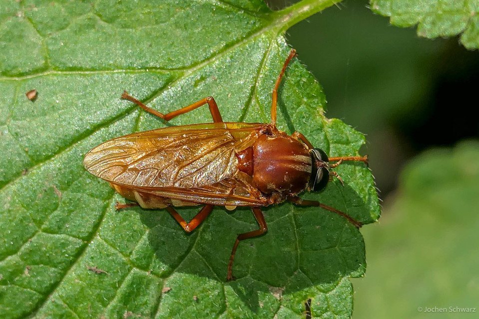 Coenomyia ferruginea - szagos légy