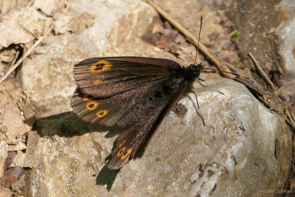Erebia medusa - tavaszi szerecsenlepke