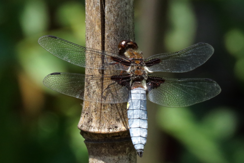 Libellula depressa - széles laposacsa