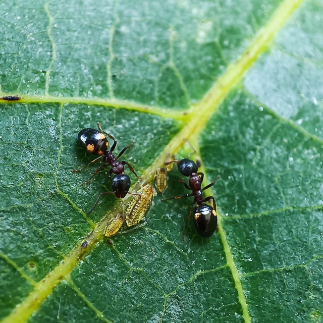 Dolichoderus quadripunctatus - négypettyes erdeihangya