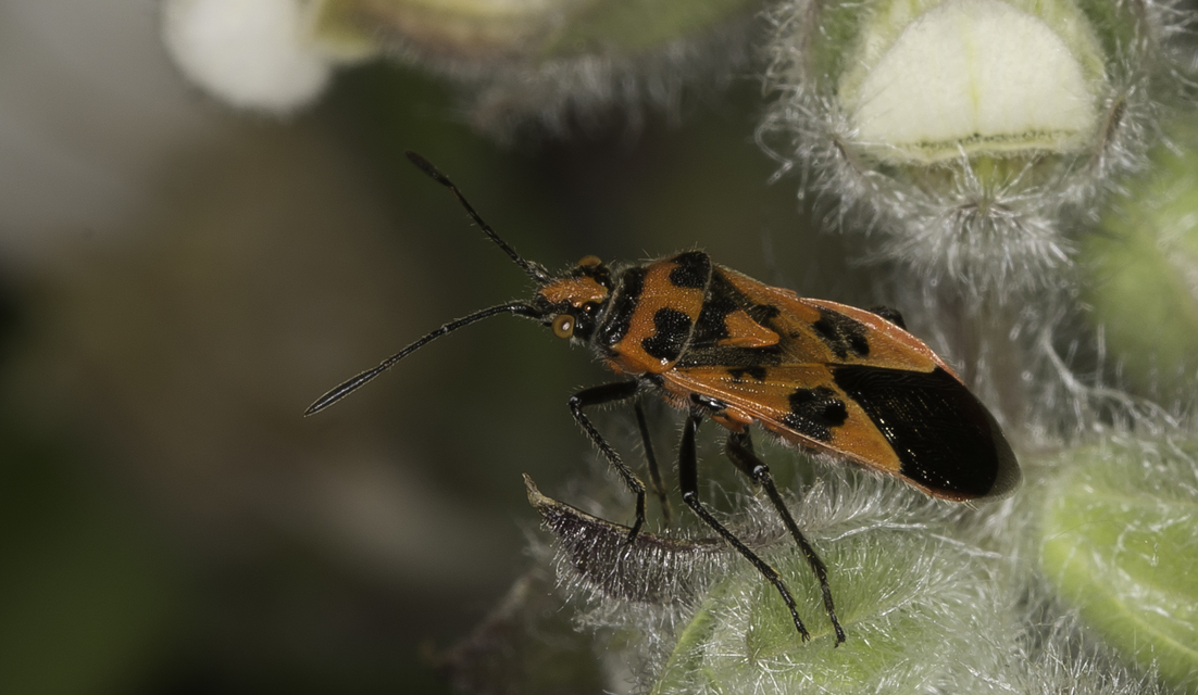 Corizus hyoscyami - piros karimáspoloska