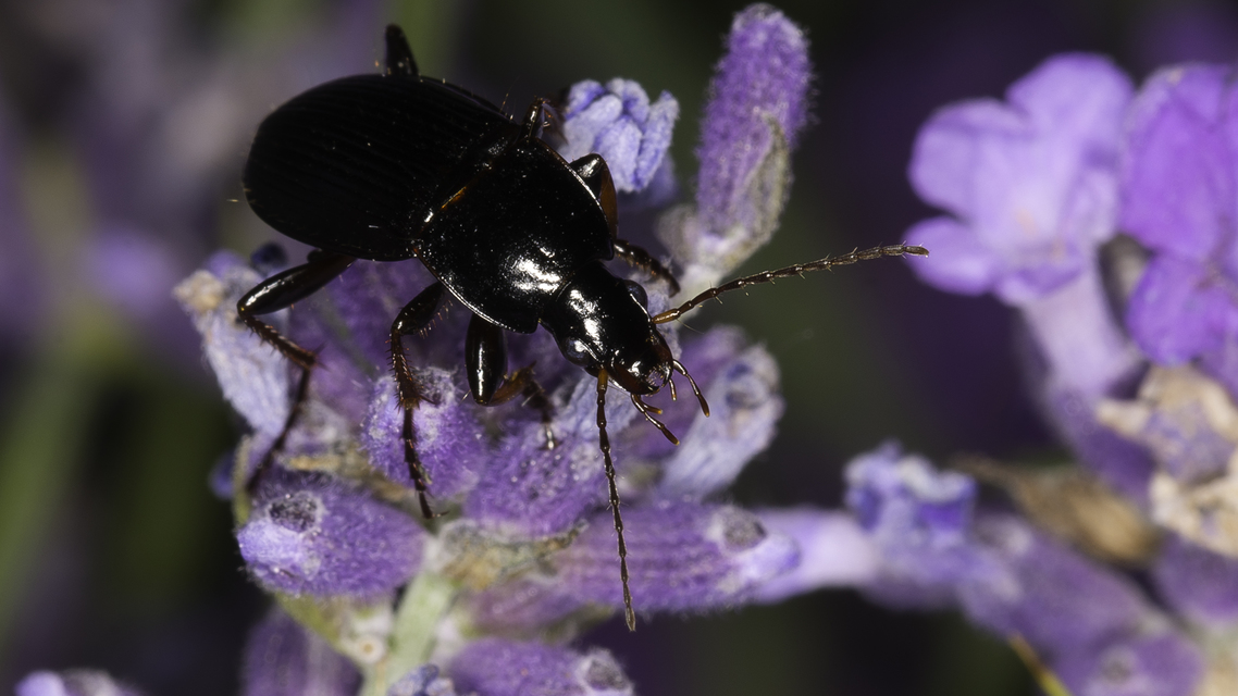 Calathus fuscipes - sokpontos tarfutó