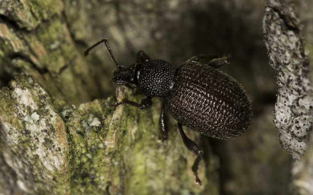 Otiorhynchus rugosostriatus - szamóca-gyalogormányos