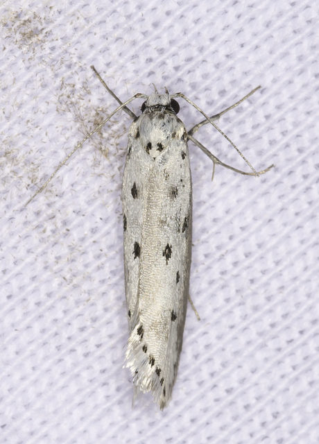 Myelois circumvoluta - pettyes karcsúmoly