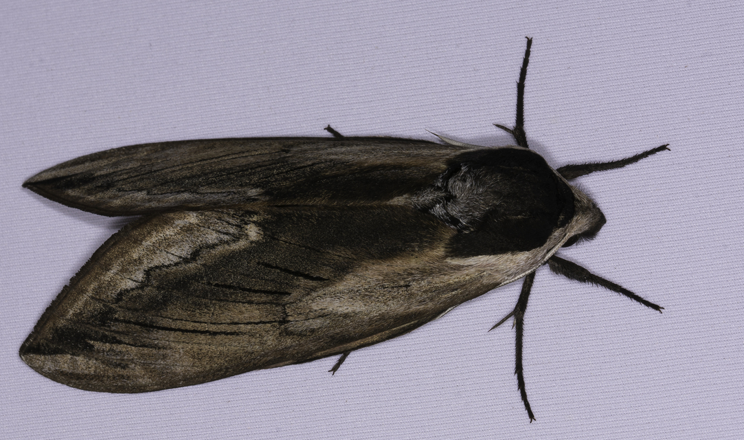 Sphinx ligustri - fagyalszender